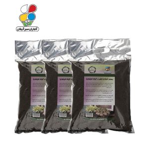 بستر آماده کشت فیتونیا 2 کیلوگرمی بسته سه عددی