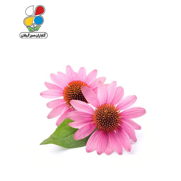 بذر اکیناسه (سر خار گل) ( بسته 24 عددی )