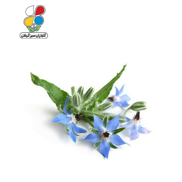 بذر گل گاوزبان بسته 3 عددی