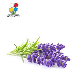 بذر اسطوخودوس بسته 3 عددی
