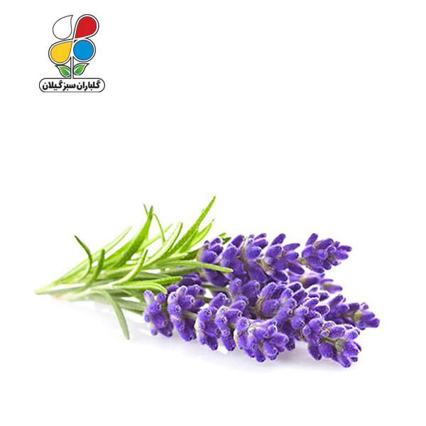 بذر اسطوخودوس بسته 3 عددی