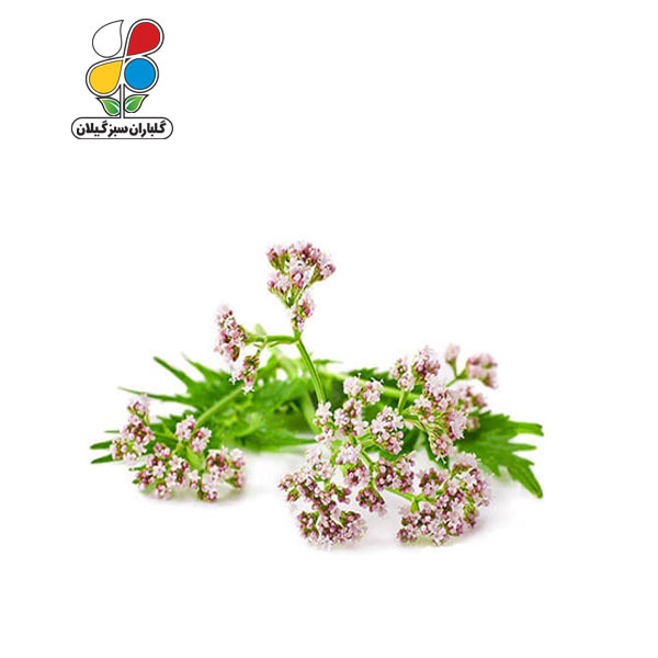 بذر سنبل الطیب بسته 3 عددی