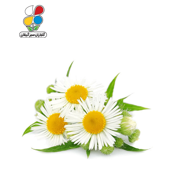 بذر بابونه بسته 3 عددی