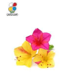 بذر گل لاله عباسی بسته 3 عددی