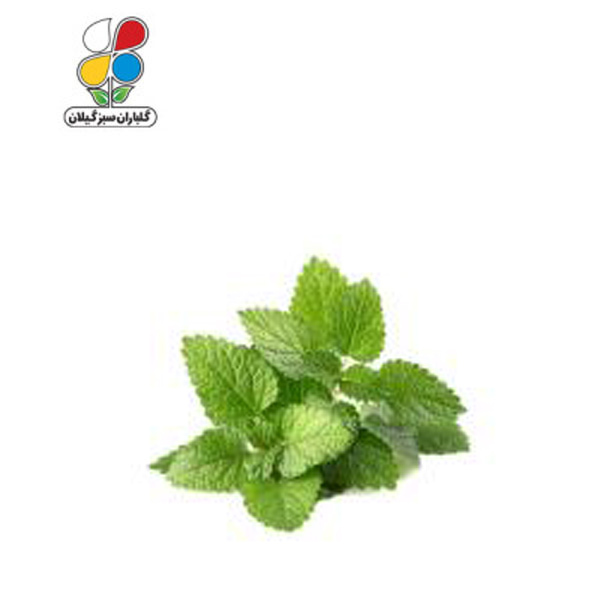بذر بادرنجبویه بسته بندی بزرگ ( بسته 24 عددی )