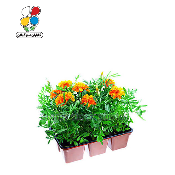 بذر گل جعفری بسته بندی کوچک ( بسته 20 عددی ) - Image 2