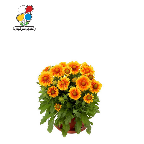 بذر گل رعنا زیبا بسته بندی بزرگ ( بسته 24 عددی )
