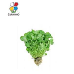 بذر شاهی بسته 3 عددی