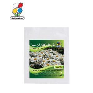 بذر گل مارگریت بسته بندی بزرگ ( بسته 24 عددی )