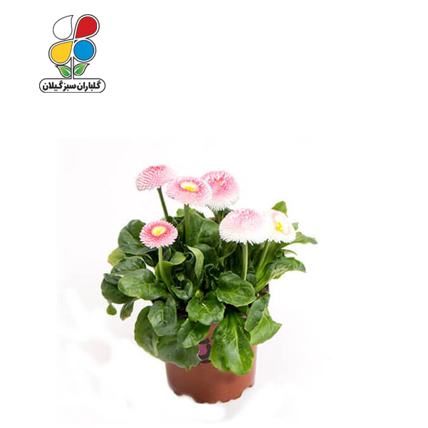 بذر گل مینا چمنی بسته بندی بزرگ ( بسته 24 عددی )
