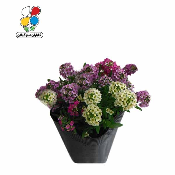 بذر گل آلیسوم بسته بندی کوچک ( بسته 20 عددی )