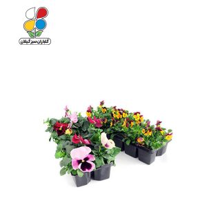 بذر گل بنفشه الوان بسته 3 عددی