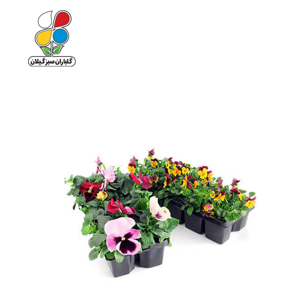 بذر گل بنفشه الوان بسته بندی بزرگ ( بسته 24 عددی )