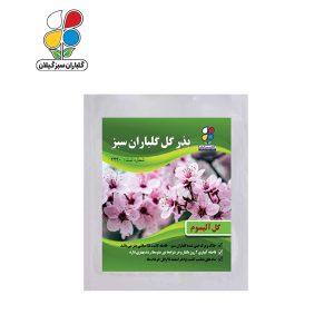 بذر گل آلیسوم بسته بندی بزرگ ( بسته 24 عددی )