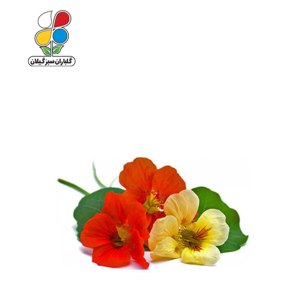 بذر گل لادن الوان بسته بندی بزرگ ( بسته 24 عددی ) - Image 2