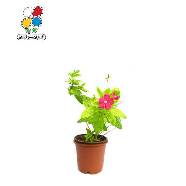 بذر گل پریوش بسته بندی بزرگ ( بسته 24 عددی )