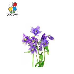 بذر گل تاج الملوک بسته 3 عددی