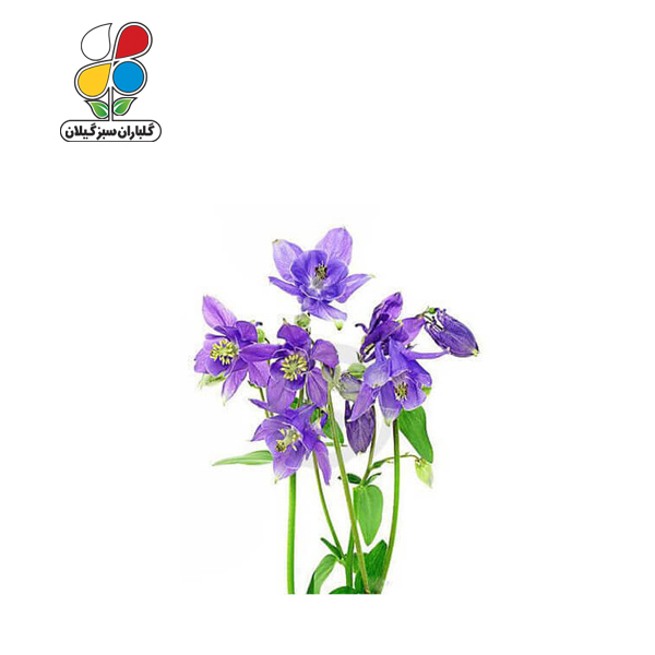 بذر گل تاج الملوک بسته بندی بزرگ ( بسته 24 عددی )