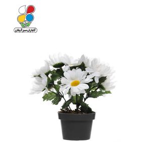 بذر گل مارگریت بسته بندی بسته 3 عددی