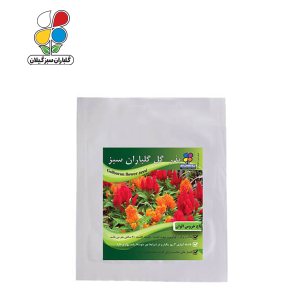 بذر گل تاج خروس الوان بسته بندی بزرگ ( بسته 24 عددی )