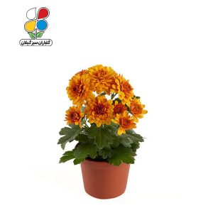 بذر گل داوودی بسته 3 عددی