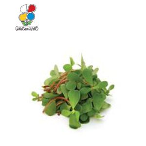 بذر خرفه بسته سه عددی