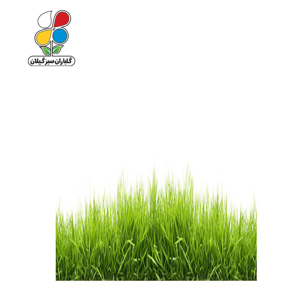 بذر چمن بسته بندی بزرگ ( بسته 24 عددی ) - Image 2