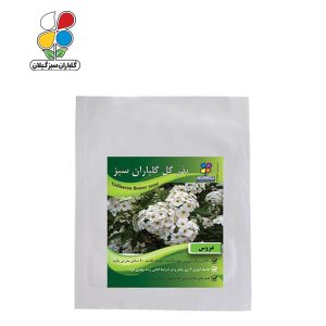 بذر گل عروس بسته بندی بزرگ ( بسته 24 عددی )