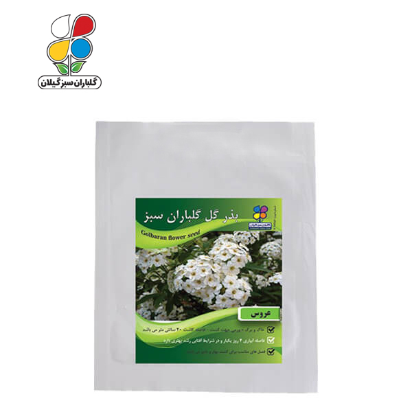 بذر گل عروس بسته بندی بزرگ ( بسته 24 عددی )