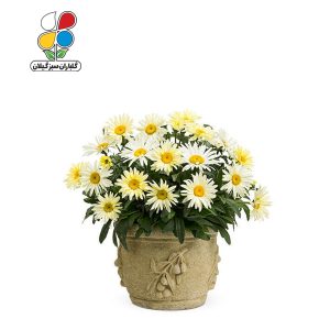 بذر گل مینا بسته 3 عددی