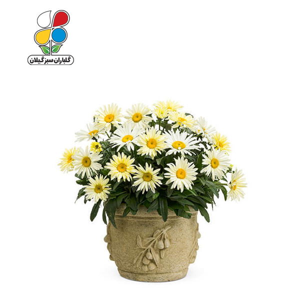 بذر گل مینا بسته بندی بزرگ ( بسته 24 عددی )