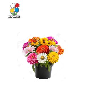 بذر گل آهار بسته 3 عددی
