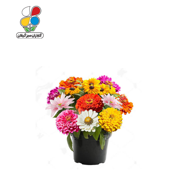 بذر گل آهار بسته 3 عددی