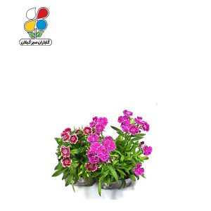 بذر گل قرنفل بسته 3 عددی