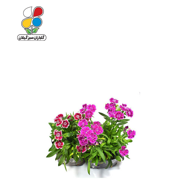 بذر گل قرنفل بسته بندی کوچک ( بسته 20 عددی )