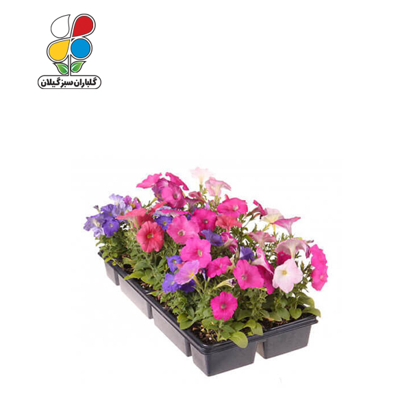 بذر گل اطلسی بسته بندی کوچک ( بسته 20 عددی ) - Image 2