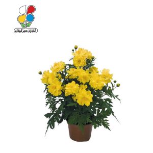بذر گل ستاره ای بسته 3 عددی