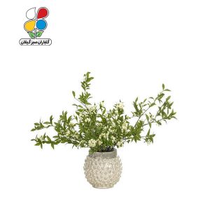 بذر گل عروس بسته 3 عددی