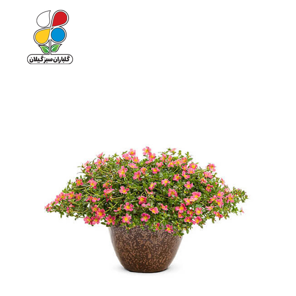 بذر گل ناز آفتابی بسته 3 عددی