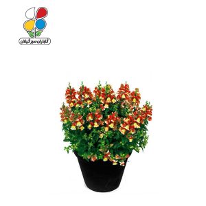 بذر گل میمون بسته 3 عددی