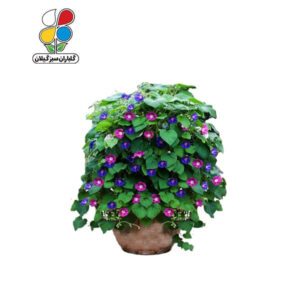بذر گل نیلوفر پیچ بسته سه عددی