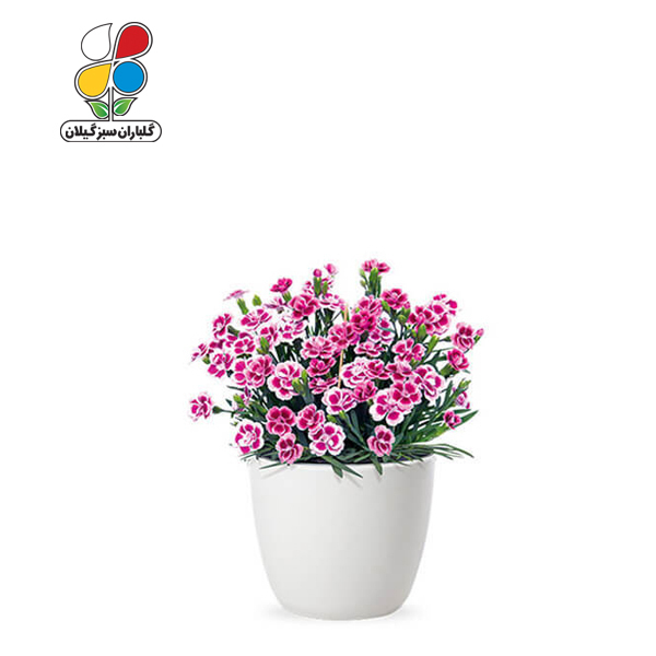 بذر گل میخک بسته 3 عددی