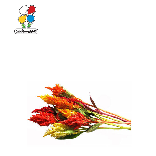 بذر گل تاج خروس الوان بسته بندی بزرگ ( بسته 24 عددی ) - Image 2