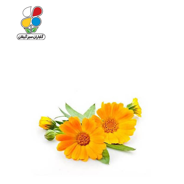 بذر گل همیشه بهار بسته بندی بزرگ ( بسته 24 عددی ) - Image 2