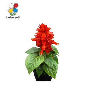 بذر گل سلوی بسته 3 عددی