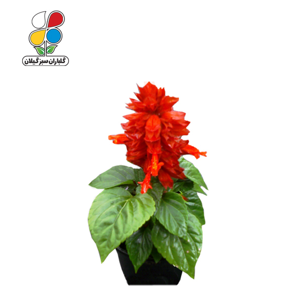 بذر گل سلوی بسته بندی بزرگ ( بسته 24 عددی )