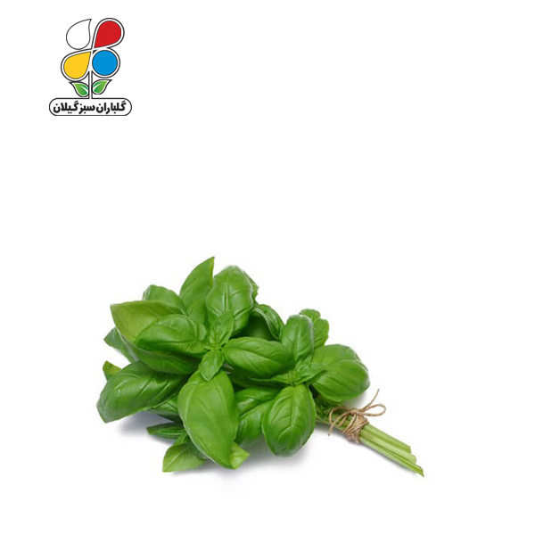 بذر ریحان سبز بسته سه عددی