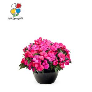 بذر گل حنایی بسته 3 عددی