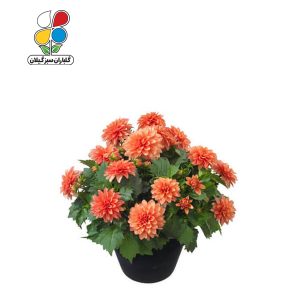 بذر گل کوکب الوان بسته 3 عددی