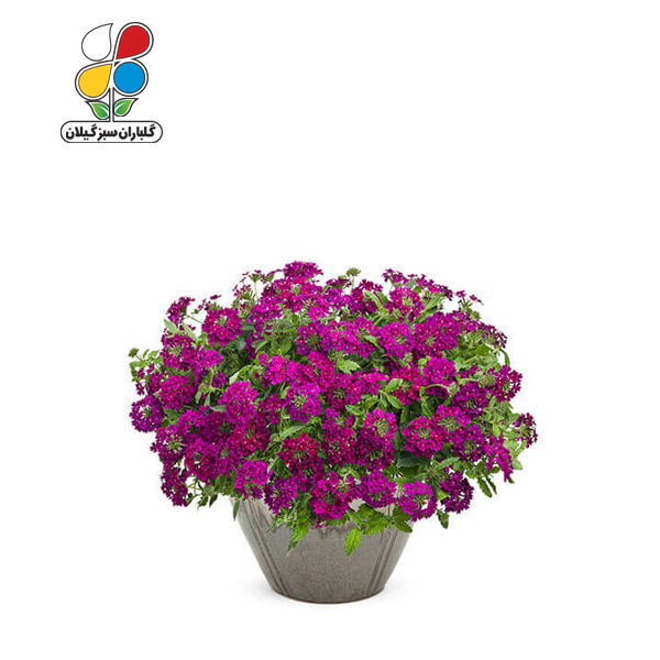 بذر گل شاهپسند بسته بندی بزرگ ( بسته 24 عددی )